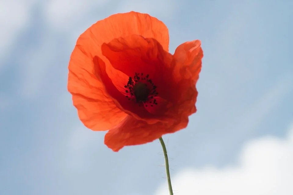 Remembrance Weekend Free Return Rail Travel for Bereaved Families (7-8 Nov 2026)
